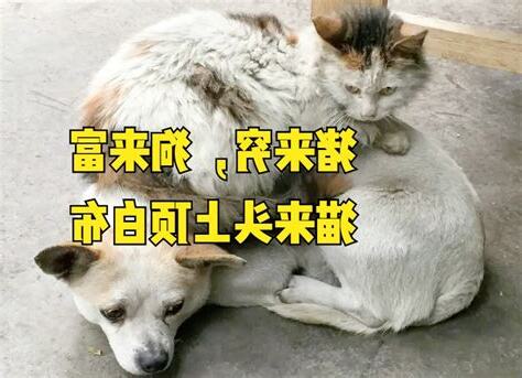 狗來富 貓來窮
